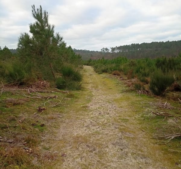 Un tour dans la forêt autour de Mimizan - Mimizan - 1