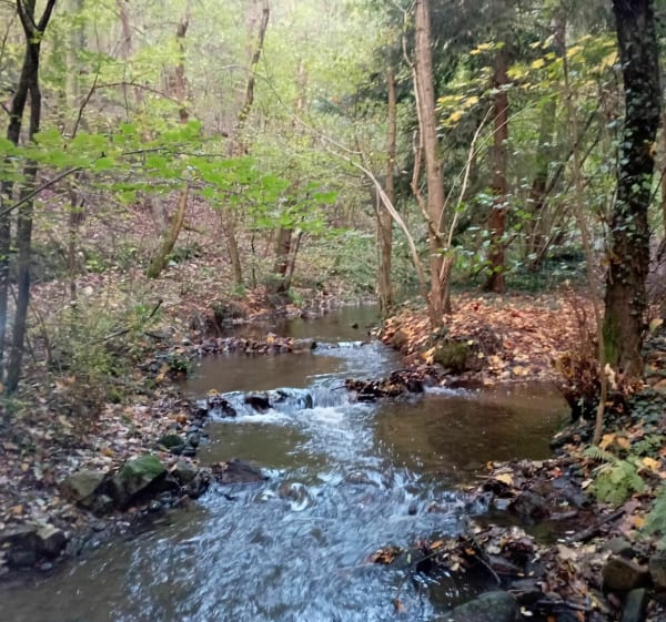 Circuit entre Canal du Forez et montagne - Saint-Thomas-la-Garde - 1