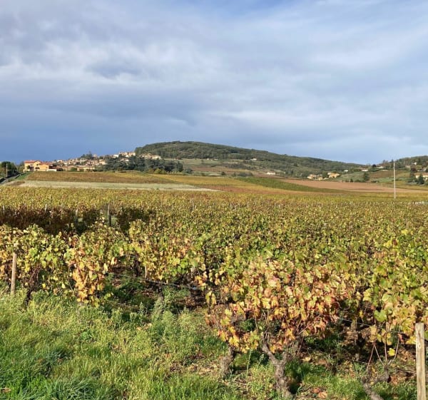 Cœur beaujolais - Villefranche-sur-Saône - 1