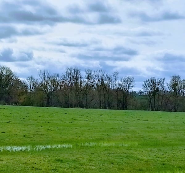 Balade entre forêt des Chazeaux et plaine - Pesmes - 1