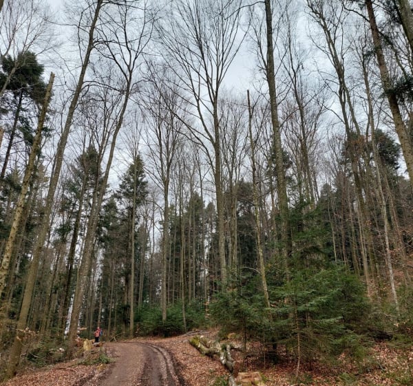 Itinéraire à Kœstlach - Kœstlach - 1