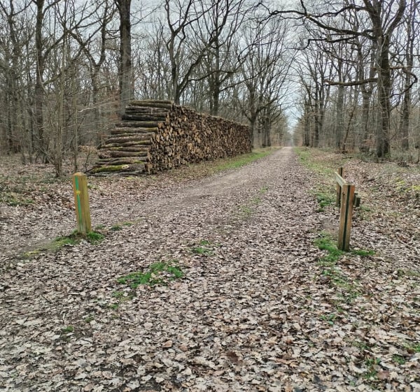 Rando en forêt de Châteauneuf-en-Thymerais - Saint-Maixme-Hauterive - 1