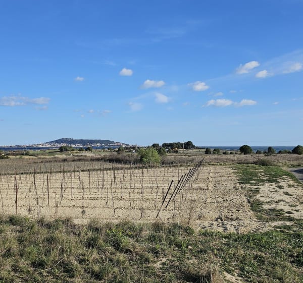Balade entre Mèze et Loupian - Mèze - 1