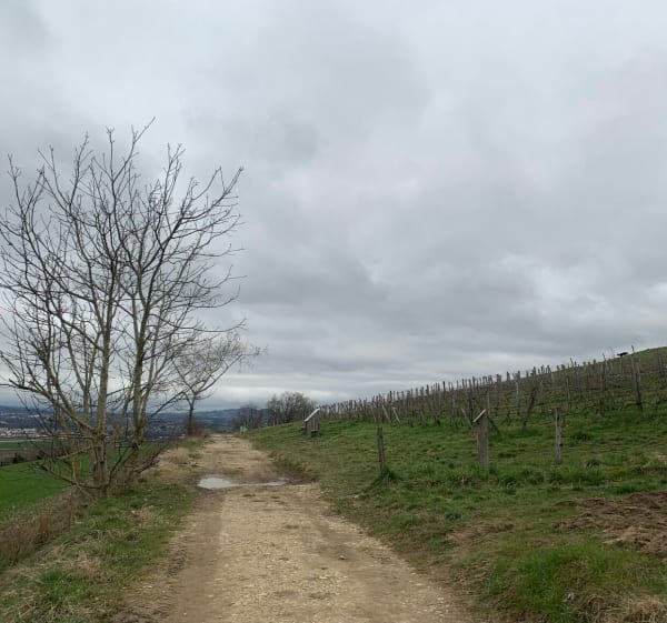 Rivière du Genon, petit bois, par les Crêts et ruchers Epatesserands - Epagny Metz-Tessy - 1