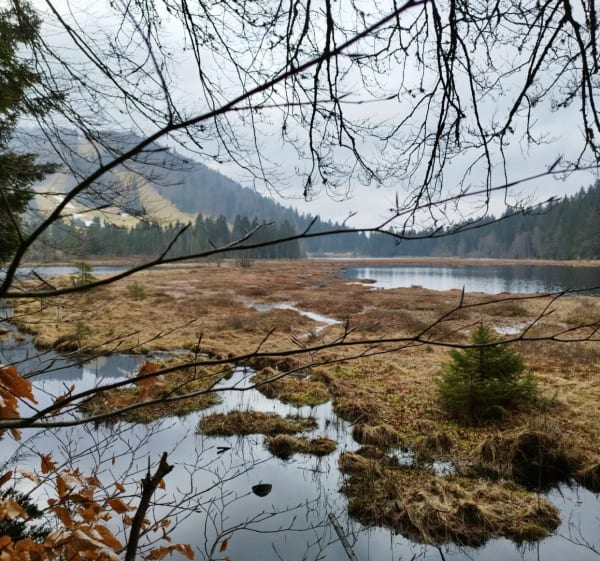 La Bresse - Tour du lac de Lispach - La Bresse - 1