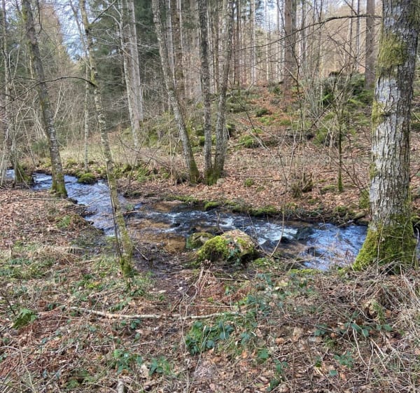 Sur les hauteurs de Raon aux Bois - Raon-aux-Bois - 1