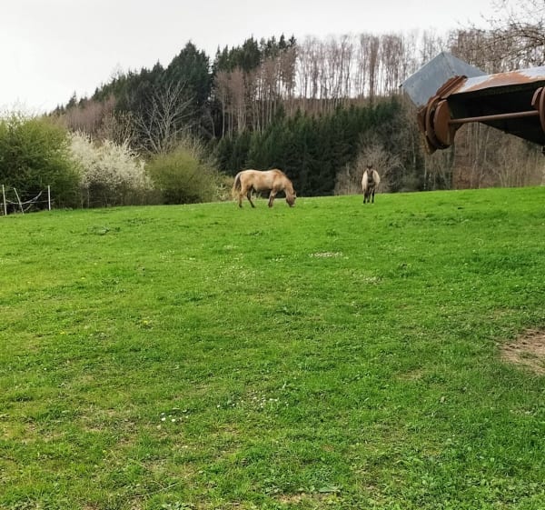 Entre Evosges et Hauteville - BERTRAND - 1