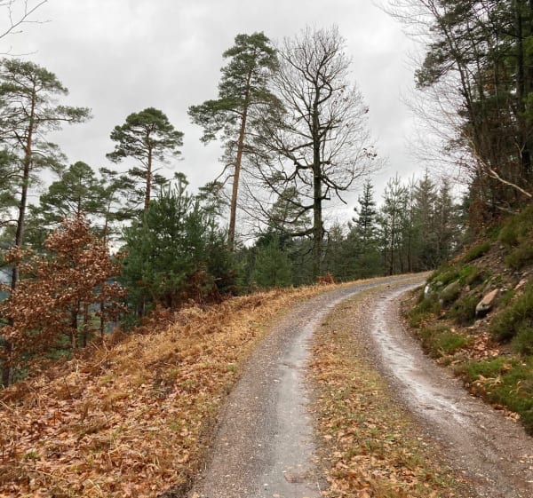 Montée à la Roche Alevin depuis la base de loisirs - Celles-sur-Plaine - 1
