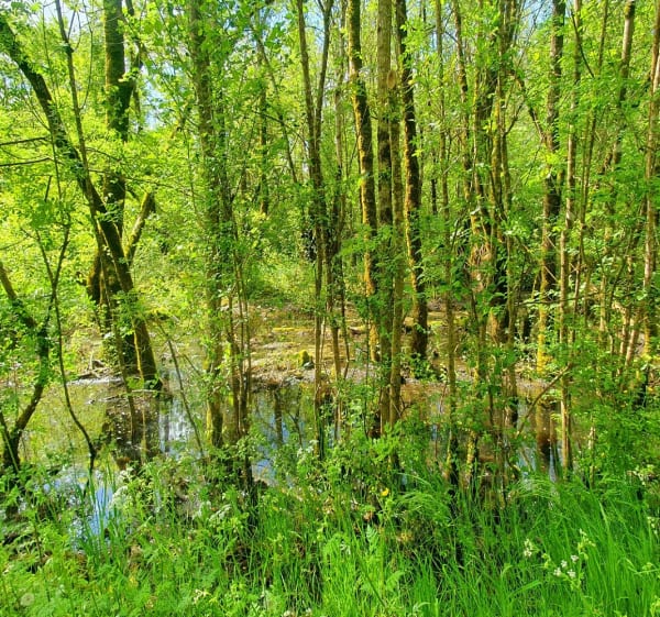 Sentier du Marais de Baude, par Tapecul - Montreuil - 1