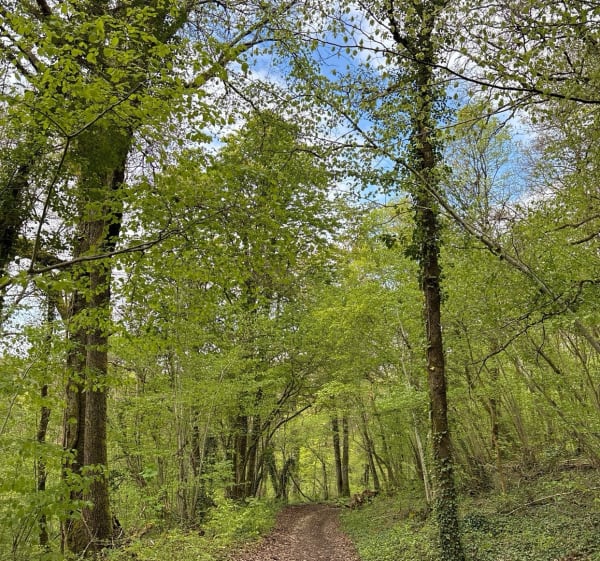 Forêt domaniale de Proverville - Proverville - 1