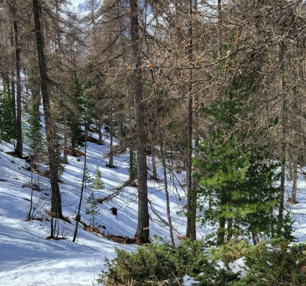 De Champ-Lacas au belvédère. - Les Orres - 1