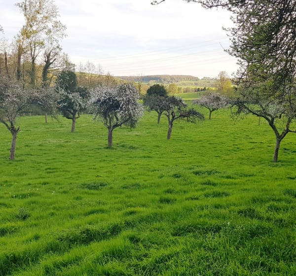 Au détour de Nolleval, Mesnil-Lieubray et la Hallotiere - Nolléval - 1