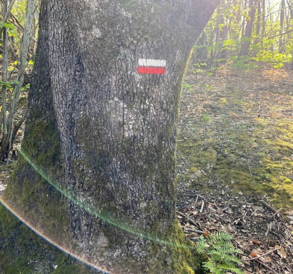 De Poujol-sur-Orbau au Col des Aires et Roquebou - Le Poujol-sur-Orb - 1