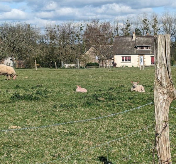 Balade à Beaulandais depuis La Barroche - Juvigny-Val-d'Andaine - 1