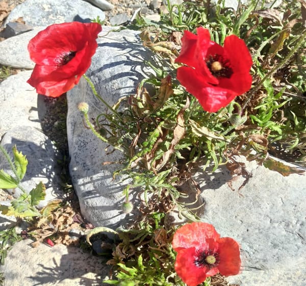 Boucle d' Espira à Rivesaltes - Espira-de-l'Agly - 1