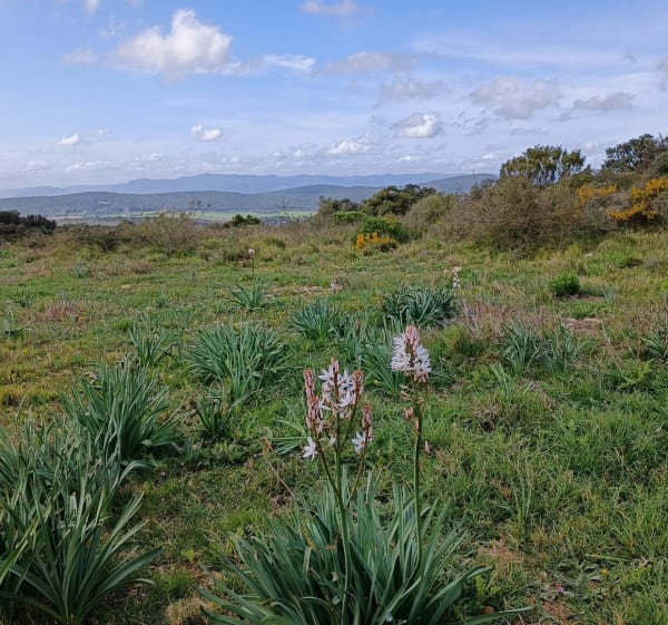 Boucle Montarnéenne entre bois et garrigues - Montarnaud - 1