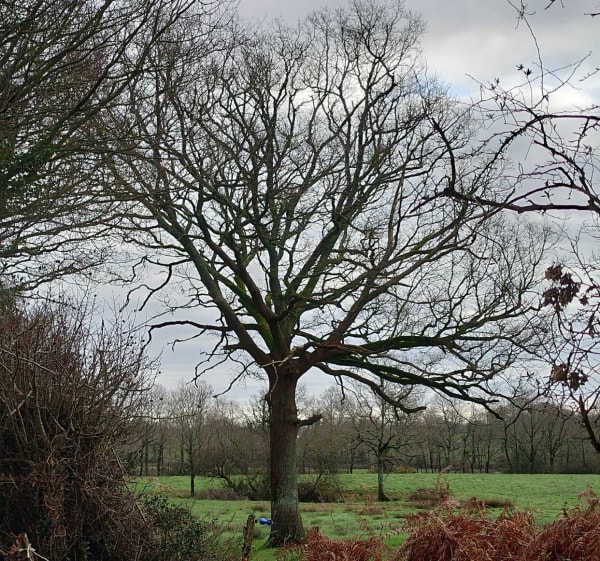 Randonnée Saint-André d'Ornay - Aubigny les Clouzeaux - La Roche-sur-Yon - 1