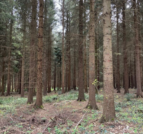 Balade en forêt depuis La Neuville-d'Aumont - La Drenne - 1