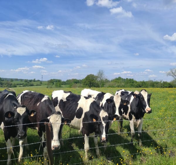 Entre prairies et forêts à Launois-sur-Vence - Launois-sur-Vence - 1