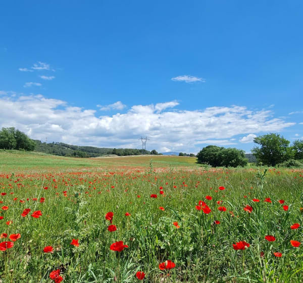 Wandel tussen de meren van Montpezat en Sainte-Croix - Montagnac-Montpezat - 1