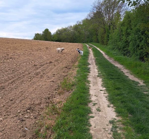 Balade aux alentours de Charantonnay - Charantonnay - 1