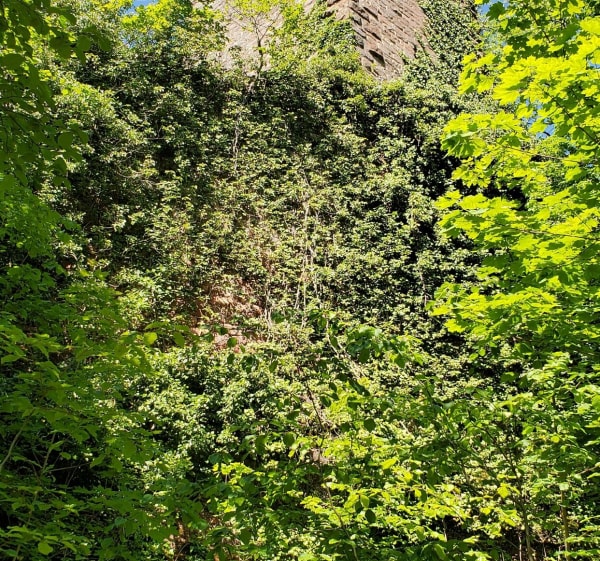 Boucle de l'étang de Ramsthal au bois des Chênes - Saverne - 1