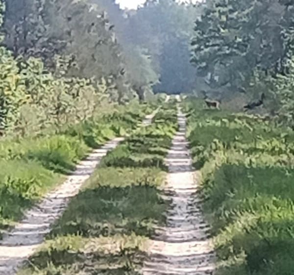 Petit tour dans la forêt de Chambon La Forêt. - Chambon-la-Forêt - 1