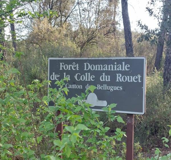 Forêt dominicale de la colle du Rouet - Le Muy - 1