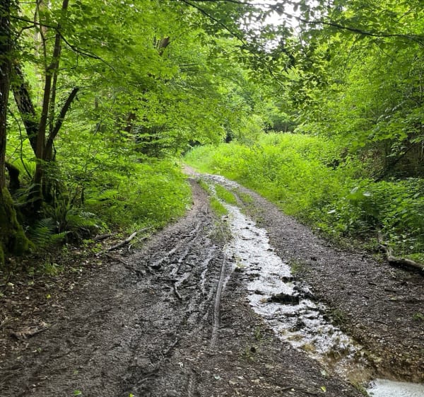 Boucle en Forêt de la Londe - Saint-Ouen-de-Thouberville - 1