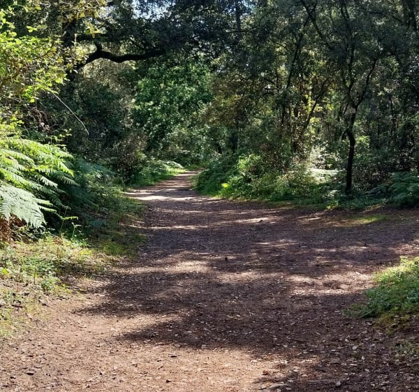 Plages du Treuil et de Vertbois puis forêt - Dolus-d'Oléron - 1
