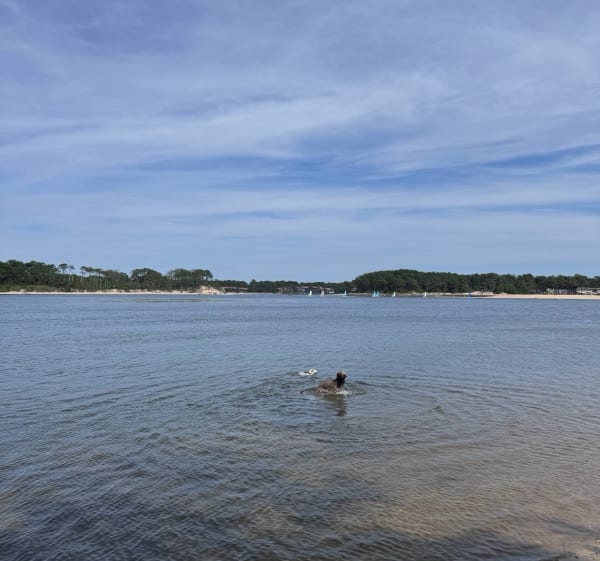 Le tour du lac d’Albret - Soustons - 1