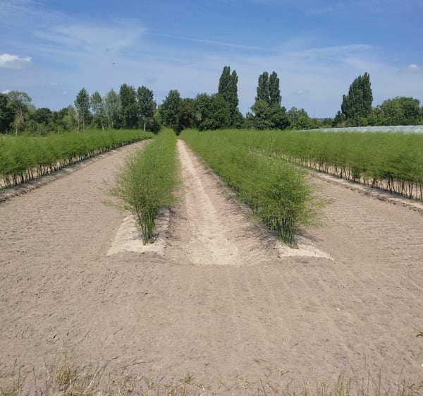 Autour de Bourgueuil - Chouzé-sur-Loire - 1
