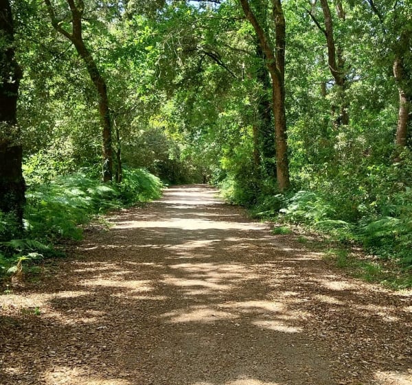 L'océan à Vertbois par la forêt - Dolus-d'Oléron - 1