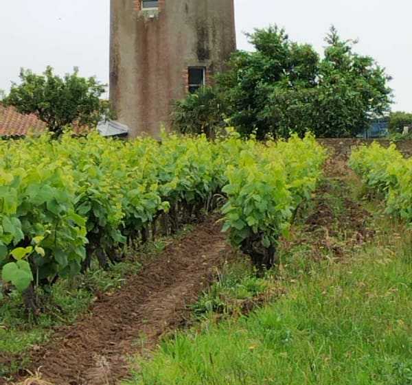 De Pont-Caffino à Monnières et Maisdon s/Sèvre - Château-Thébaud - 1