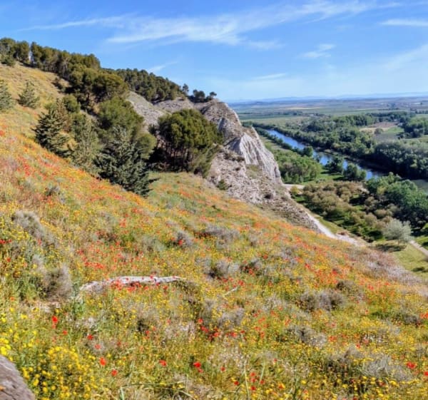 Paseo de los Amapolas y de Poza de Los Moros - Peralta - 1