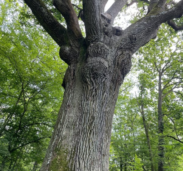 En chemin vers Saint Léger - Poigny-la-Forêt - 1