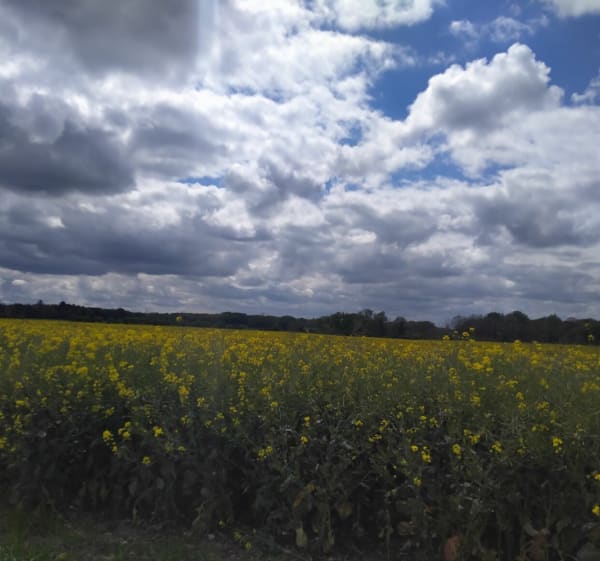 Dammarie sur Loing ,entre le Loiret et l'Yonne - Dammarie-sur-Loing - 1