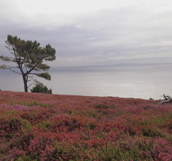Boucle du cap de la Chèvre - Crozon - 1
