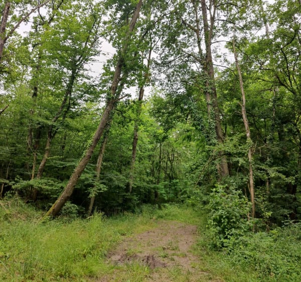 Plateau de Saint Bernard Piblange - Piblange - 1