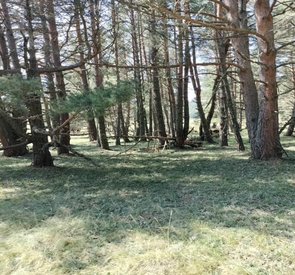 Petit tour dans la Forêt de la Matte. - Les Angles - 1