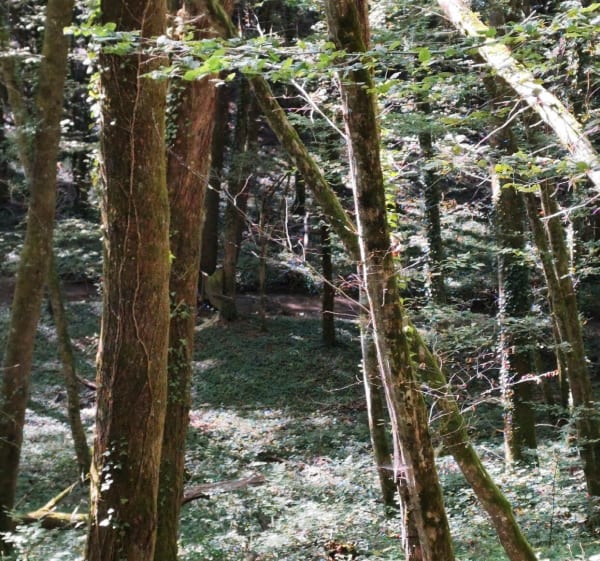 Sauvigny-les-Bois et sa forêt Domaniale - Sauvigny-les-Bois - 1