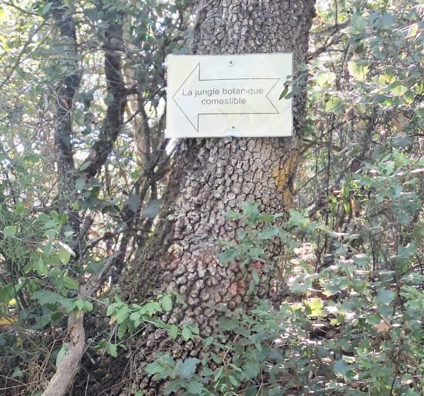 Rando aux alentours de Montclar - Montclar - 1