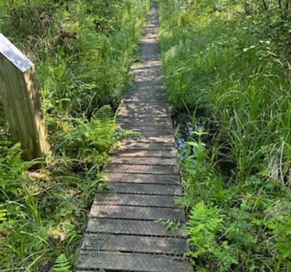 Le sentier botanique de Charray - Vézeronce-Curtin - 1