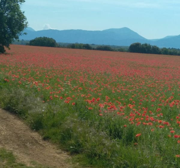 Riez Valensole Riez en vtc - Riez - 1