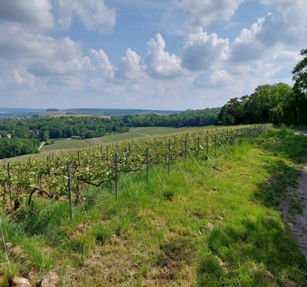 Vrigny par vignes, forêt et champs - Vrigny - 1