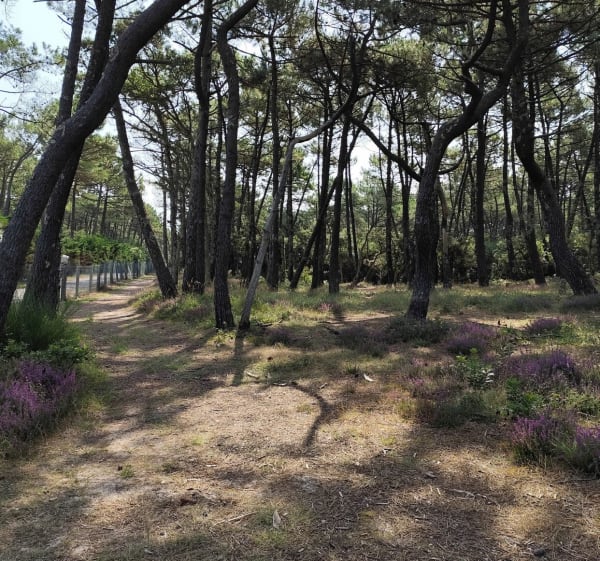 Forêt le long du Boudigau jusqu'à la plage - Ondres - 1
