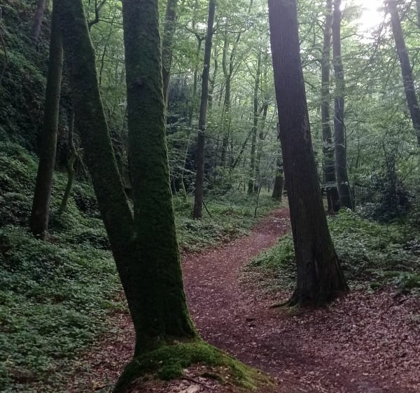 Le Tertre Montécot - Le Teilleul - 1