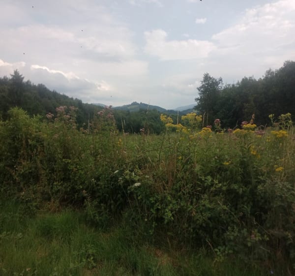 Le bois des Maquisards - Châtel-Montagne - 1