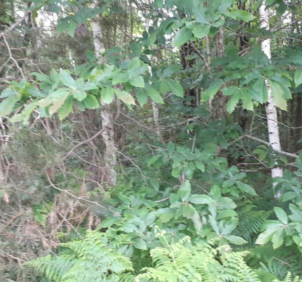 Rando en foret de Berce - Marigné-Laillé - 1