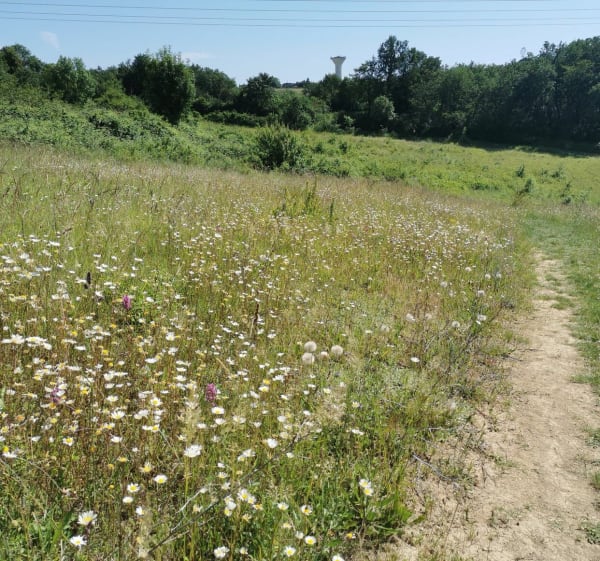 Balade dans la campagne et les bois depuis Pechbusque - Pechbusque - 1